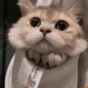 久久久久亚洲AV成人人电影
